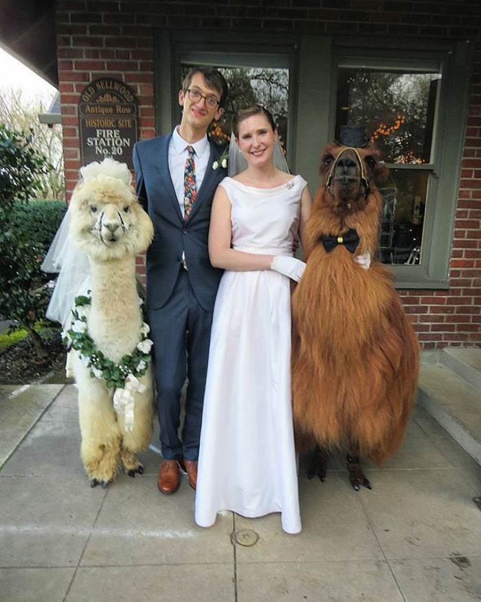People Who Hate Humans Now Can Invite Llamas In Bowties To Their Weddings Instead