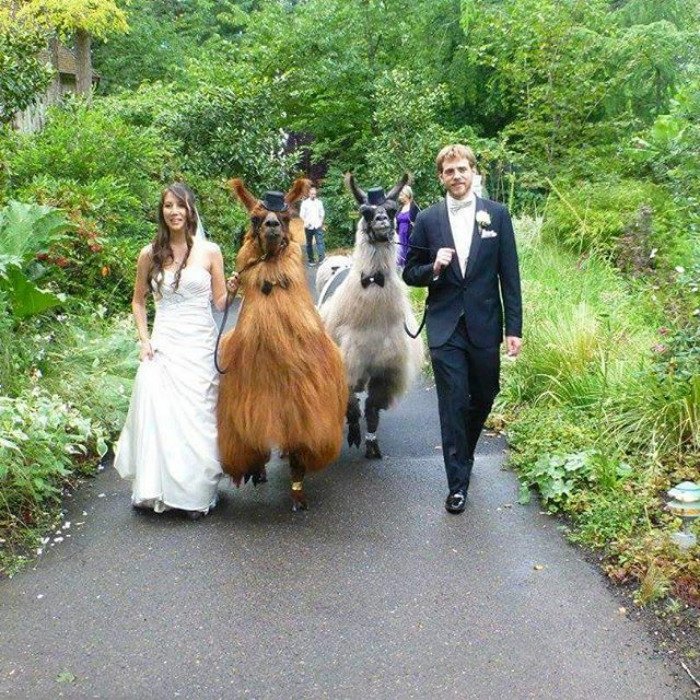 People Who Hate Humans Now Can Invite Llamas In Bowties To Their Weddings Instead