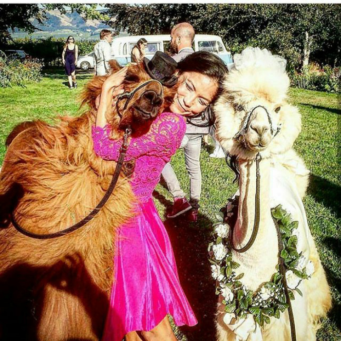 People Who Hate Humans Now Can Invite Llamas In Bowties To Their Weddings Instead