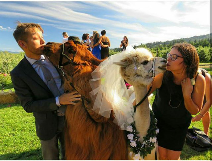 People Who Hate Humans Now Can Invite Llamas In Bowties To Their Weddings Instead