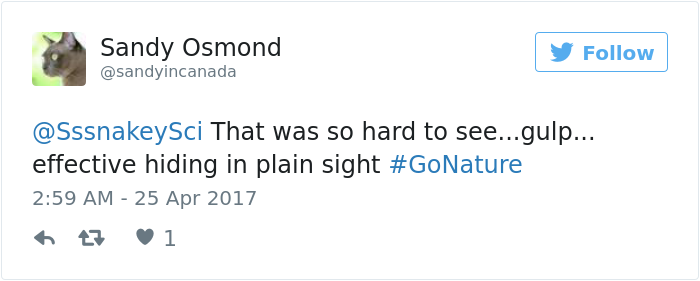 The Internet Is Going Crazy Trying To Find The Camouflaged Snake In This Picture – Can You Find It?