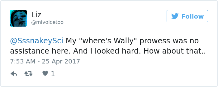 The Internet Is Going Crazy Trying To Find The Camouflaged Snake In This Picture – Can You Find It?