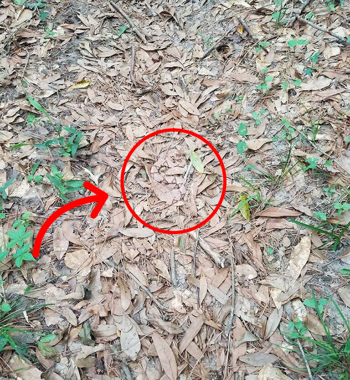 The Internet Is Going Crazy Trying To Find The Camouflaged Snake In This Picture – Can You Find It?