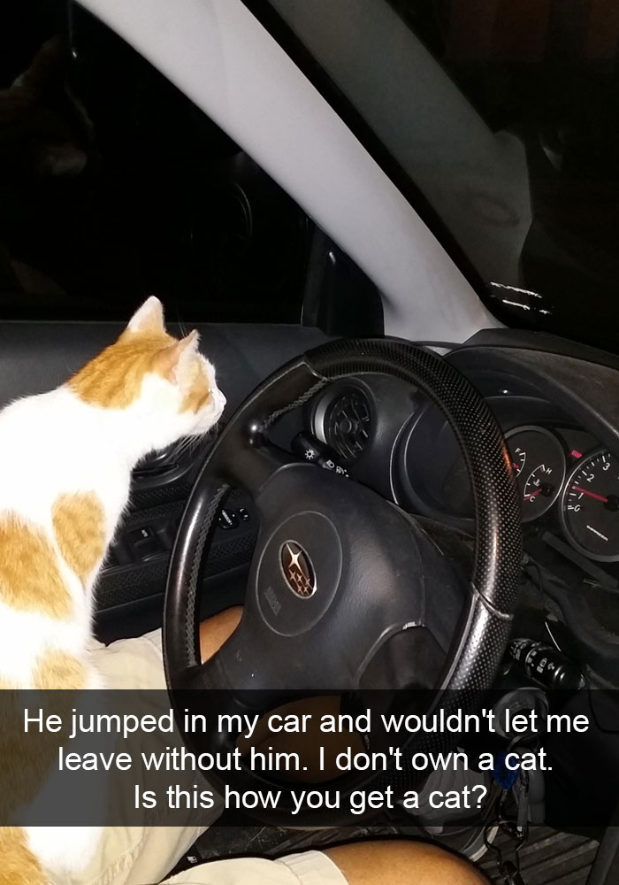 62 Hilarious Cat Snapchats That You Need To See Right Meow 62 Hilarious Cat Snapchats That You Need To See Right Meow