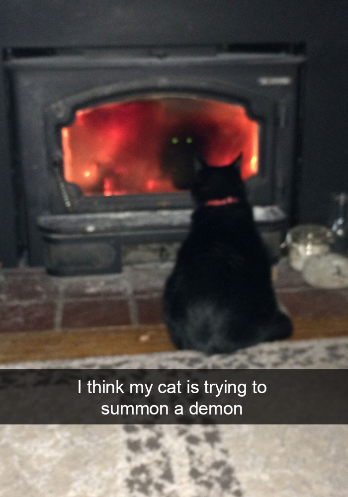 62 Hilarious Cat Snapchats That You Need To See Right Meow 62 Hilarious Cat Snapchats That You Need To See Right Meow