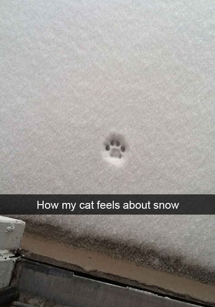 62 Hilarious Cat Snapchats That You Need To See Right Meow 62 Hilarious Cat Snapchats That You Need To See Right Meow