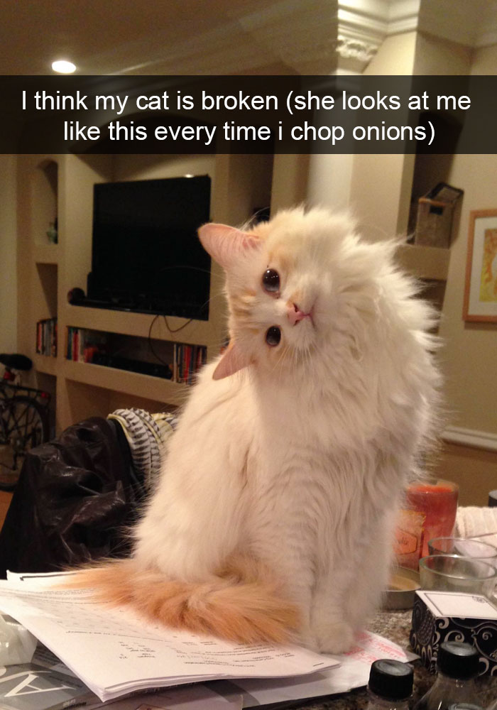 62 Hilarious Cat Snapchats That You Need To See Right Meow 62 Hilarious Cat Snapchats That You Need To See Right Meow