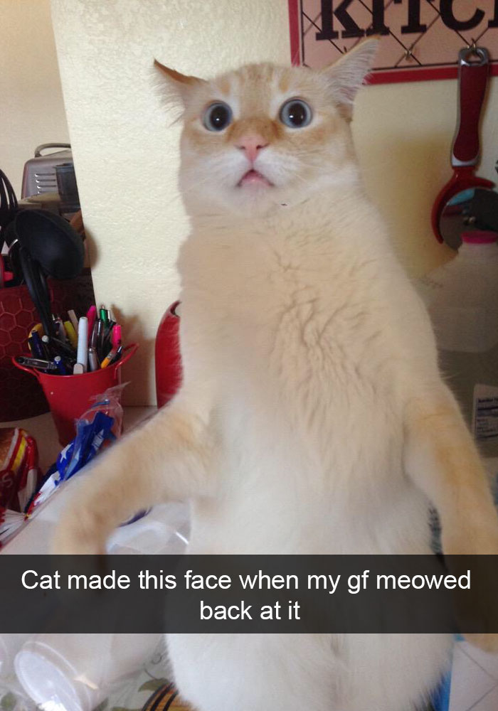 62 Hilarious Cat Snapchats That You Need To See Right Meow 62 Hilarious Cat Snapchats That You Need To See Right Meow