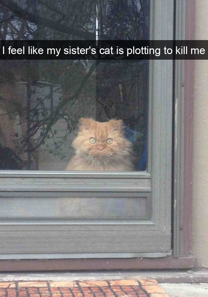 62 Hilarious Cat Snapchats That You Need To See Right Meow 62 Hilarious Cat Snapchats That You Need To See Right Meow