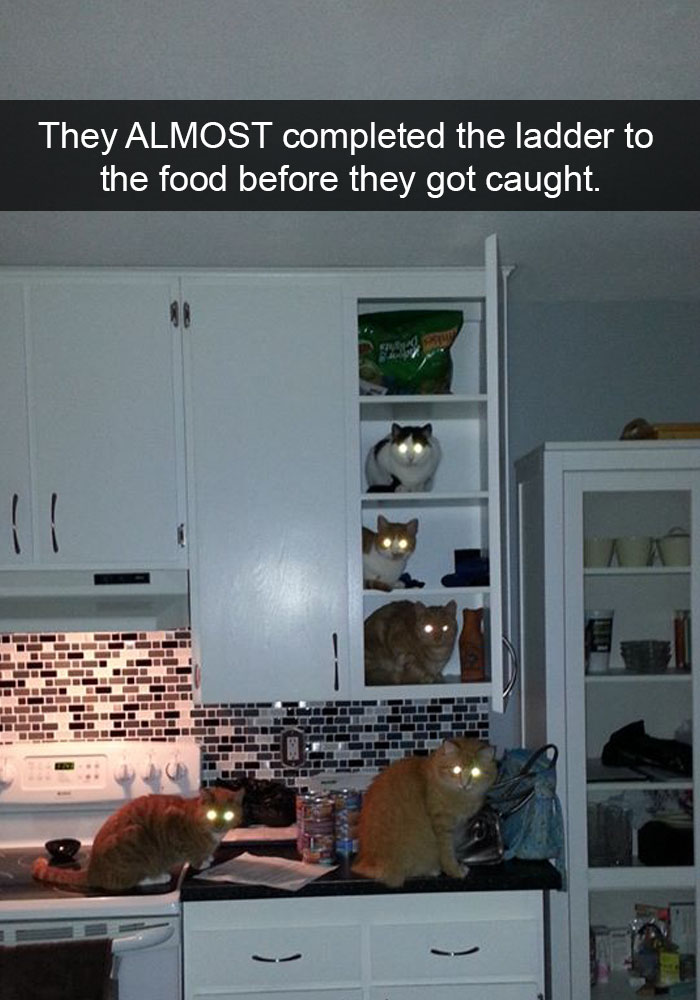 62 Hilarious Cat Snapchats That You Need To See Right Meow 62 Hilarious Cat Snapchats That You Need To See Right Meow