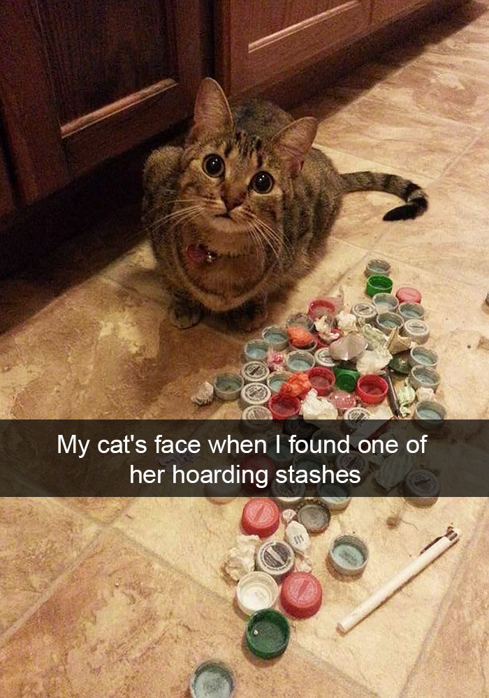 62 Hilarious Cat Snapchats That You Need To See Right Meow 62 Hilarious Cat Snapchats That You Need To See Right Meow