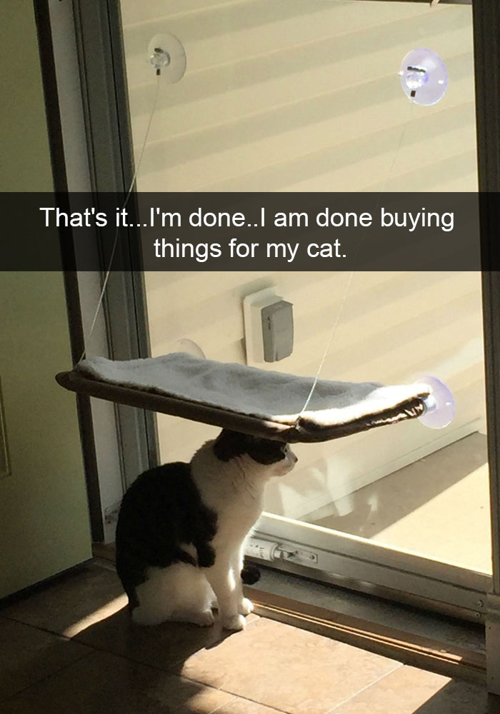 62 Hilarious Cat Snapchats That You Need To See Right Meow 62 Hilarious Cat Snapchats That You Need To See Right Meow