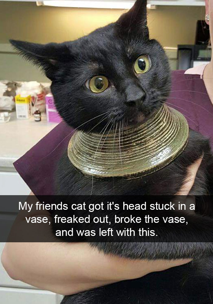62 Hilarious Cat Snapchats That You Need To See Right Meow 62 Hilarious Cat Snapchats That You Need To See Right Meow