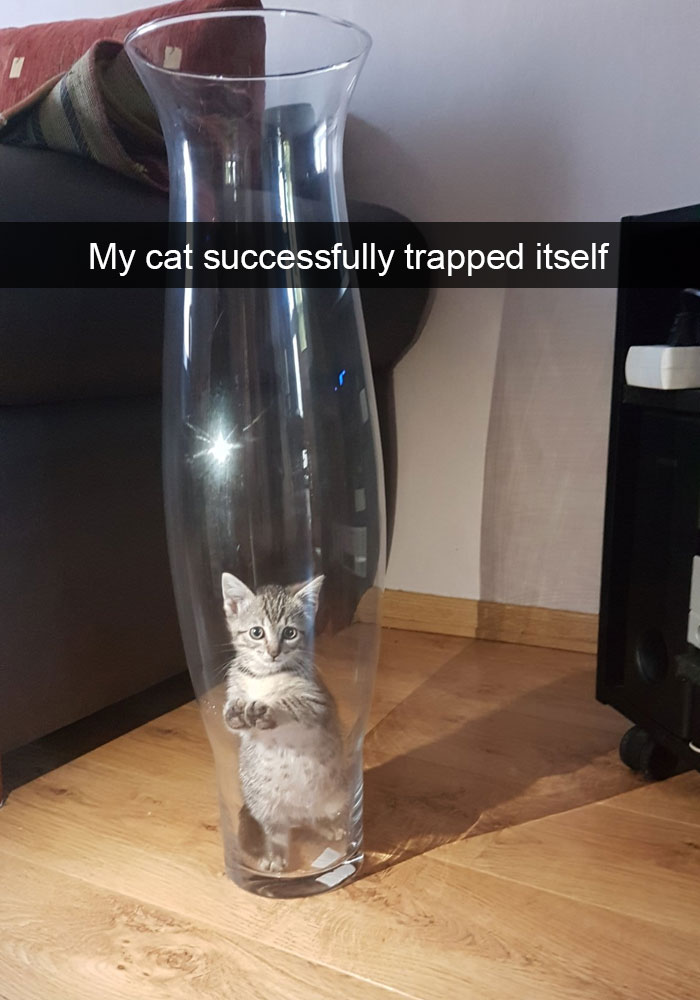 62 Hilarious Cat Snapchats That You Need To See Right Meow 62 Hilarious Cat Snapchats That You Need To See Right Meow