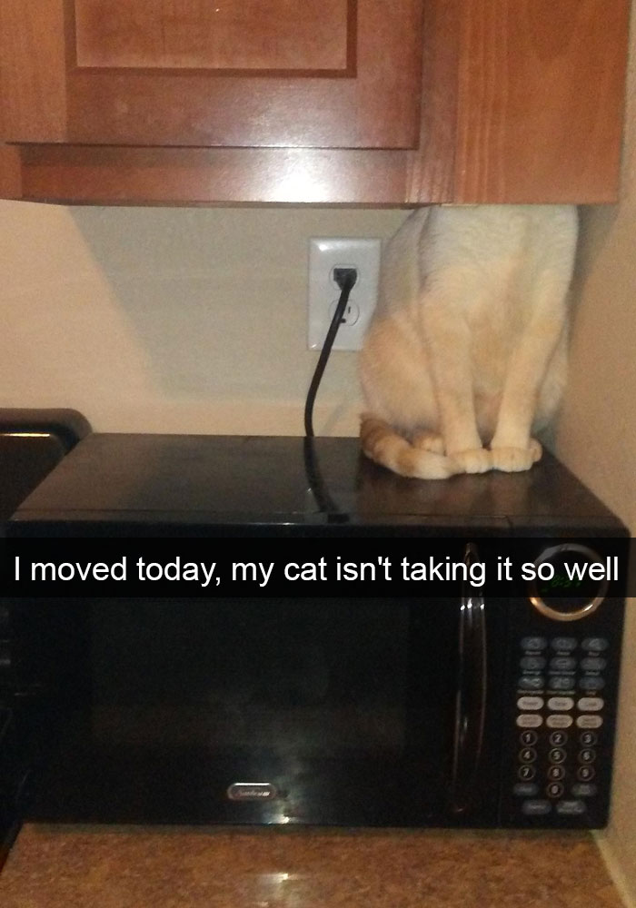 62 Hilarious Cat Snapchats That You Need To See Right Meow 62 Hilarious Cat Snapchats That You Need To See Right Meow