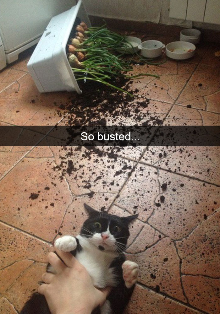 62 Hilarious Cat Snapchats That You Need To See Right Meow 62 Hilarious Cat Snapchats That You Need To See Right Meow