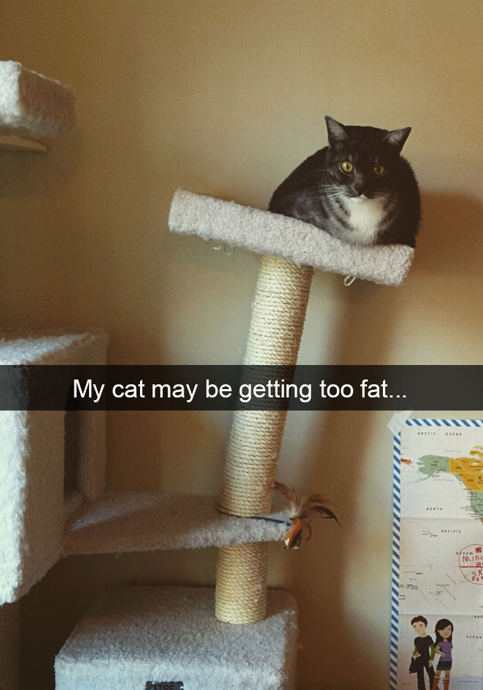 62 Hilarious Cat Snapchats That You Need To See Right Meow 62 Hilarious Cat Snapchats That You Need To See Right Meow