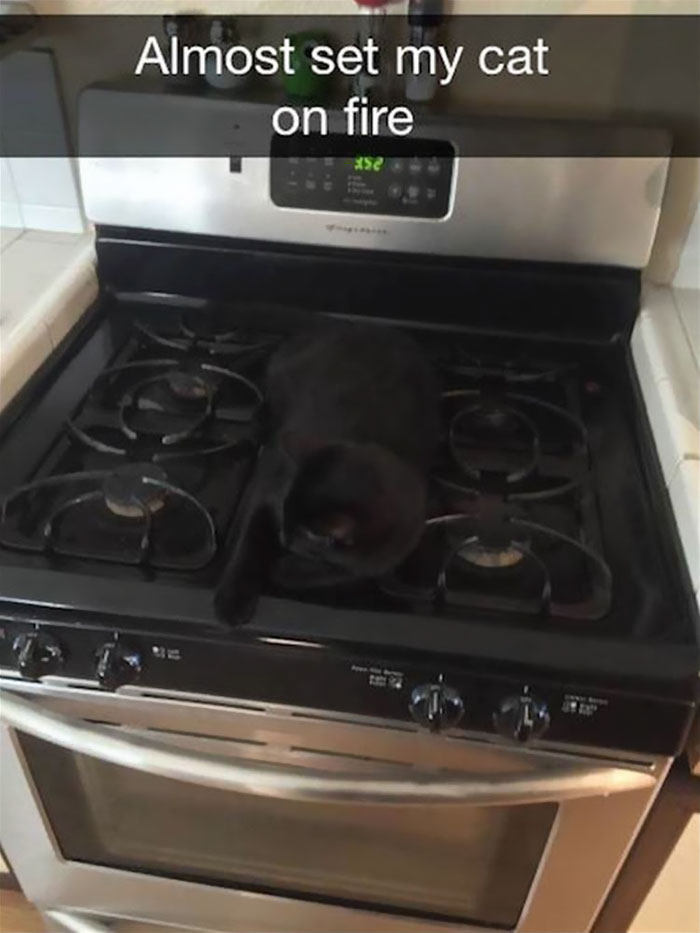 62 Hilarious Cat Snapchats That You Need To See Right Meow 62 Hilarious Cat Snapchats That You Need To See Right Meow