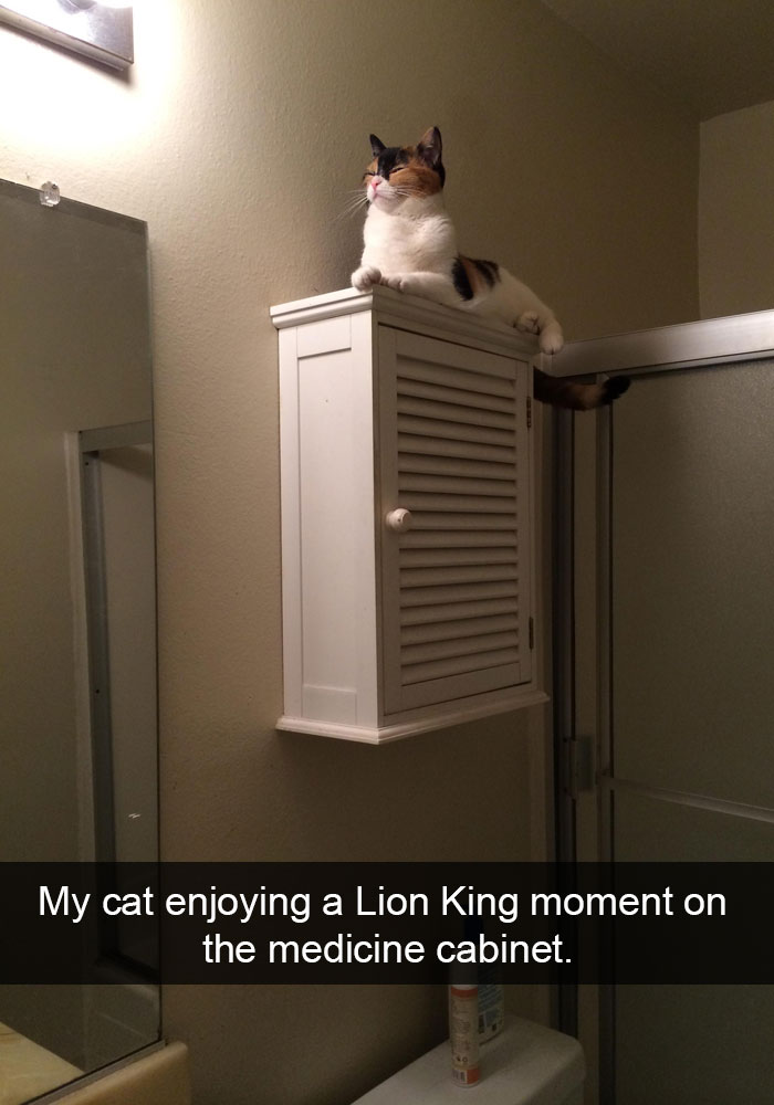62 Hilarious Cat Snapchats That You Need To See Right Meow 62 Hilarious Cat Snapchats That You Need To See Right Meow