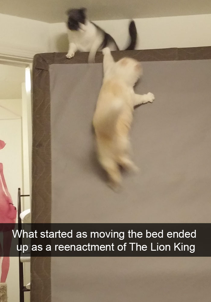 62 Hilarious Cat Snapchats That You Need To See Right Meow 62 Hilarious Cat Snapchats That You Need To See Right Meow