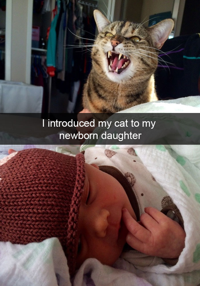 62 Hilarious Cat Snapchats That You Need To See Right Meow 62 Hilarious Cat Snapchats That You Need To See Right Meow