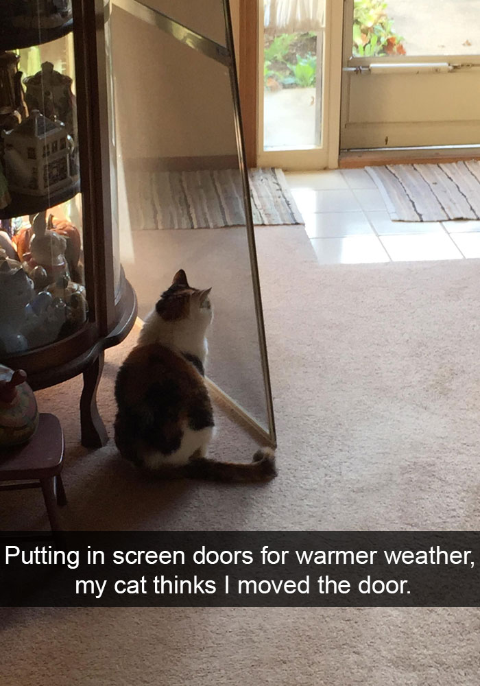 62 Hilarious Cat Snapchats That You Need To See Right Meow 62 Hilarious Cat Snapchats That You Need To See Right Meow