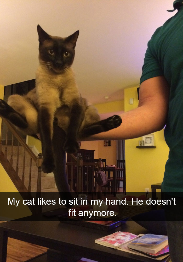 62 Hilarious Cat Snapchats That You Need To See Right Meow 62 Hilarious Cat Snapchats That You Need To See Right Meow