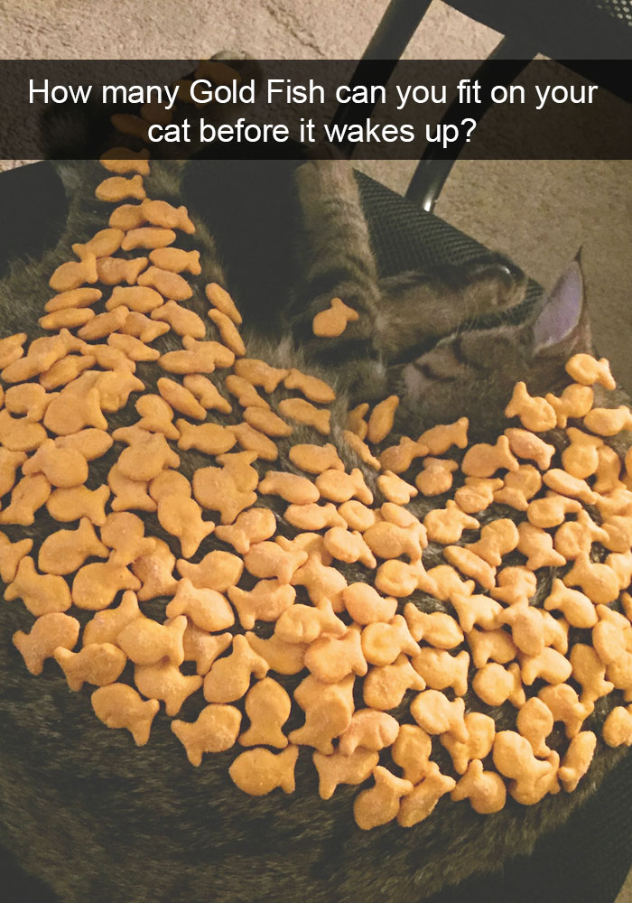 62 Hilarious Cat Snapchats That You Need To See Right Meow 62 Hilarious Cat Snapchats That You Need To See Right Meow