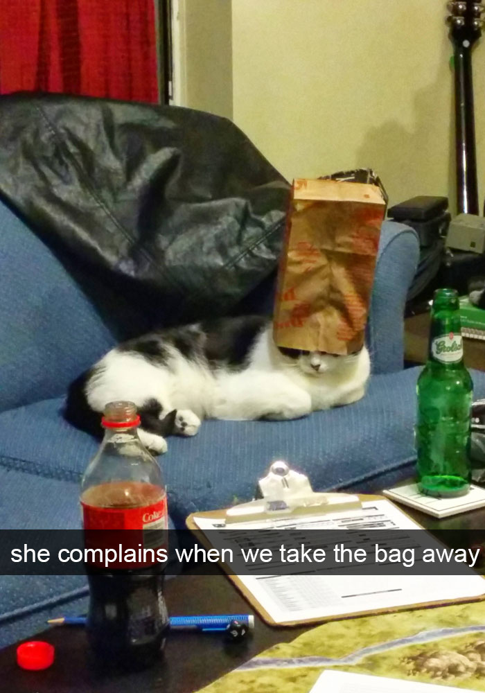 62 Hilarious Cat Snapchats That You Need To See Right Meow 62 Hilarious Cat Snapchats That You Need To See Right Meow