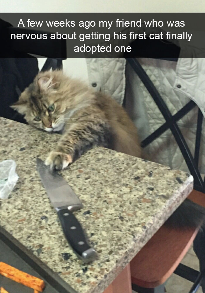 62 Hilarious Cat Snapchats That You Need To See Right Meow 62 Hilarious Cat Snapchats That You Need To See Right Meow