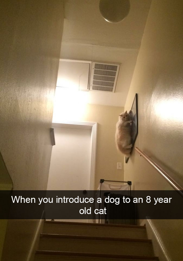 62 Hilarious Cat Snapchats That You Need To See Right Meow 62 Hilarious Cat Snapchats That You Need To See Right Meow
