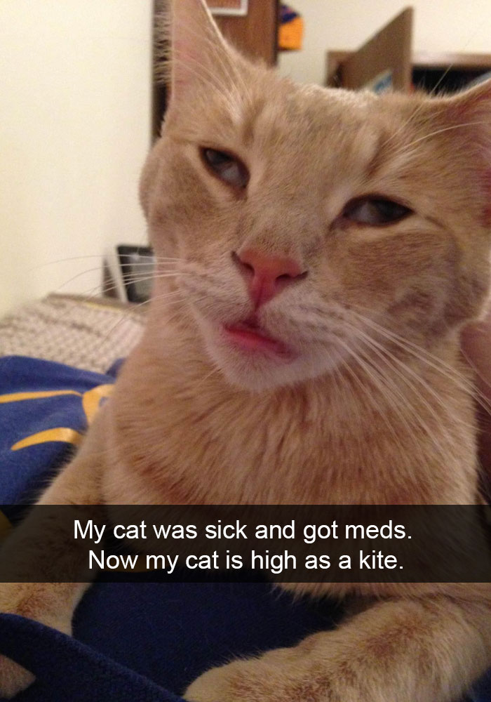 62 Hilarious Cat Snapchats That You Need To See Right Meow 62 Hilarious Cat Snapchats That You Need To See Right Meow