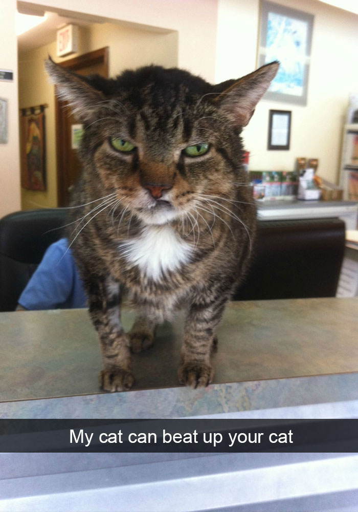 62 Hilarious Cat Snapchats That You Need To See Right Meow 62 Hilarious Cat Snapchats That You Need To See Right Meow