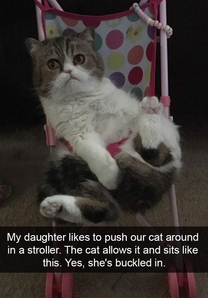 62 Hilarious Cat Snapchats That You Need To See Right Meow 62 Hilarious Cat Snapchats That You Need To See Right Meow