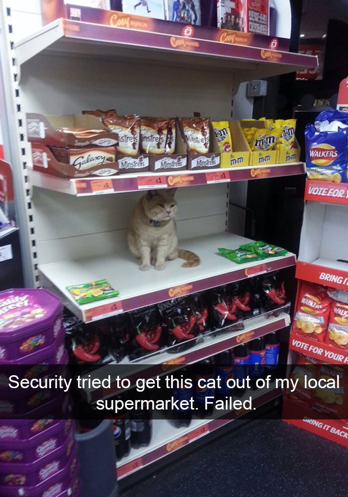 62 Hilarious Cat Snapchats That You Need To See Right Meow 62 Hilarious Cat Snapchats That You Need To See Right Meow