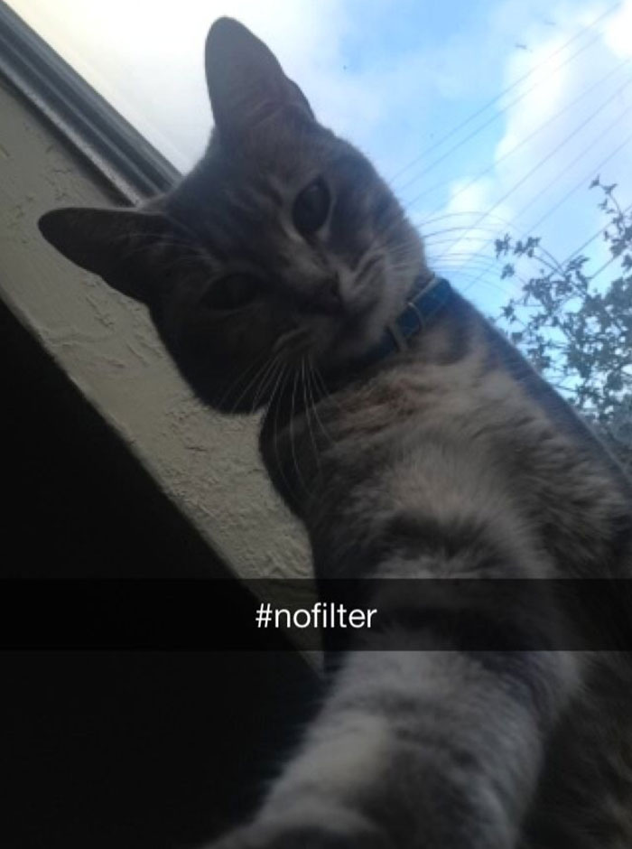 62 Hilarious Cat Snapchats That You Need To See Right Meow 62 Hilarious Cat Snapchats That You Need To See Right Meow