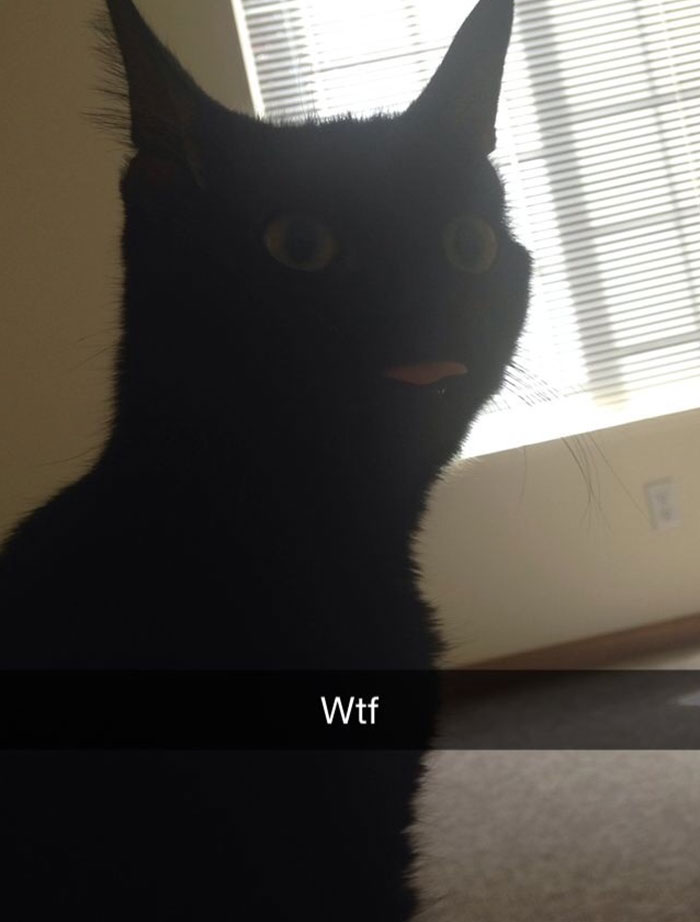 62 Hilarious Cat Snapchats That You Need To See Right Meow 62 Hilarious Cat Snapchats That You Need To See Right Meow