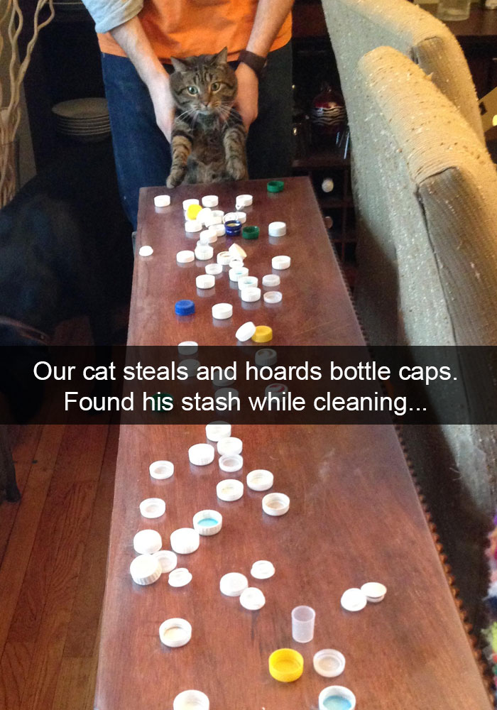 62 Hilarious Cat Snapchats That You Need To See Right Meow 62 Hilarious Cat Snapchats That You Need To See Right Meow