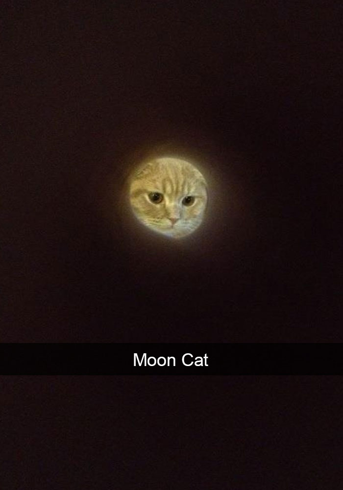 62 Hilarious Cat Snapchats That You Need To See Right Meow 62 Hilarious Cat Snapchats That You Need To See Right Meow