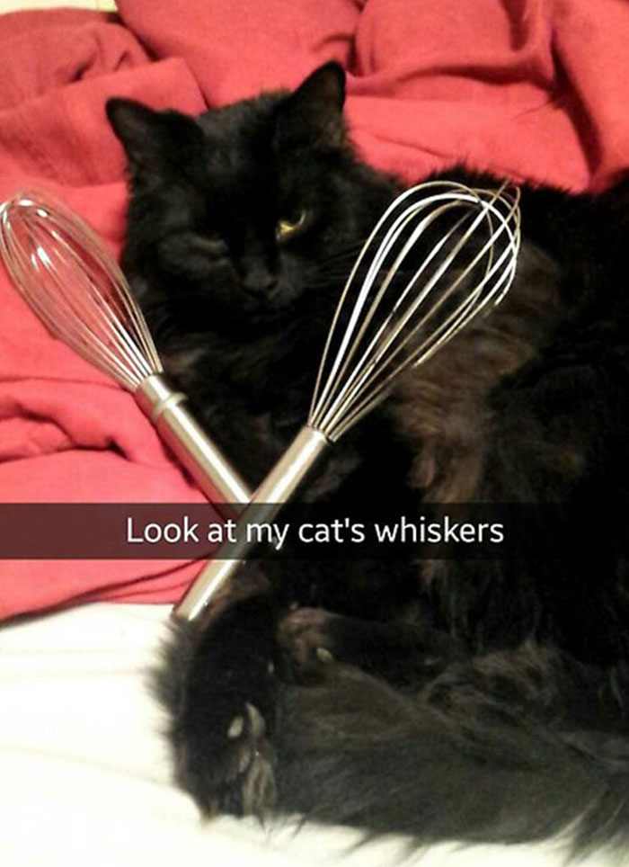 62 Hilarious Cat Snapchats That You Need To See Right Meow 62 Hilarious Cat Snapchats That You Need To See Right Meow