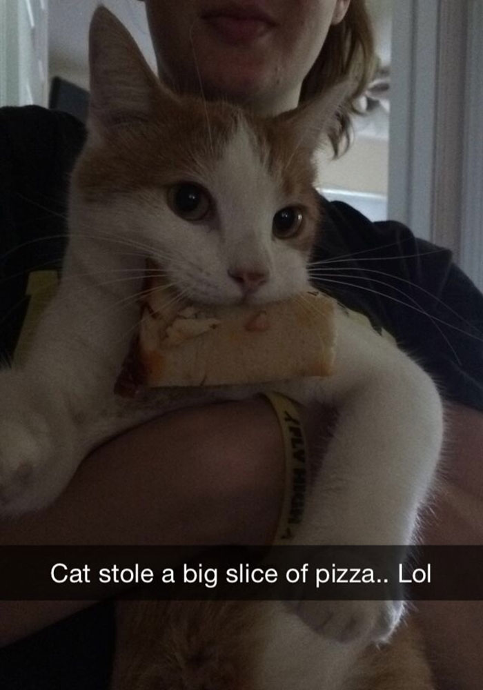 62 Hilarious Cat Snapchats That You Need To See Right Meow 62 Hilarious Cat Snapchats That You Need To See Right Meow