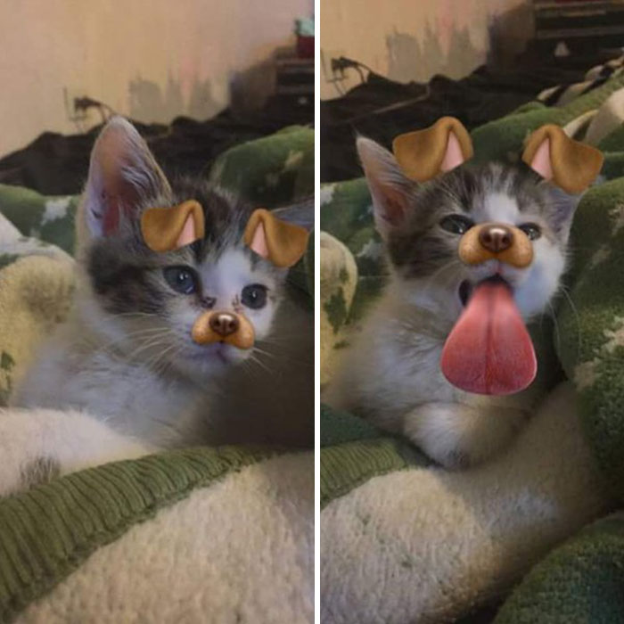 62 Hilarious Cat Snapchats That You Need To See Right Meow 62 Hilarious Cat Snapchats That You Need To See Right Meow