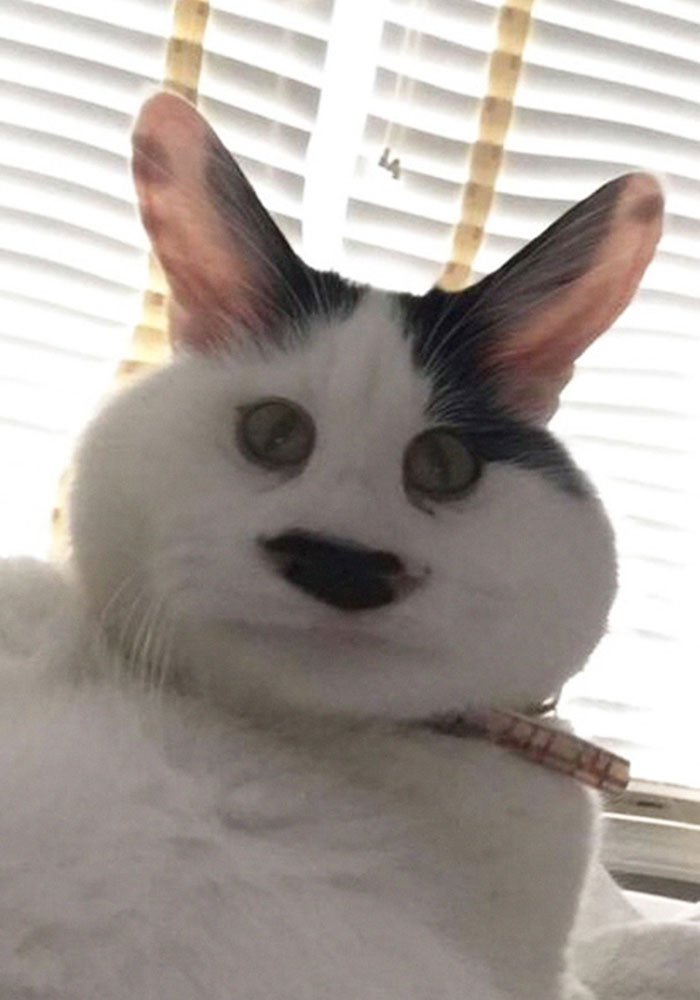 62 Hilarious Cat Snapchats That You Need To See Right Meow 62 Hilarious Cat Snapchats That You Need To See Right Meow