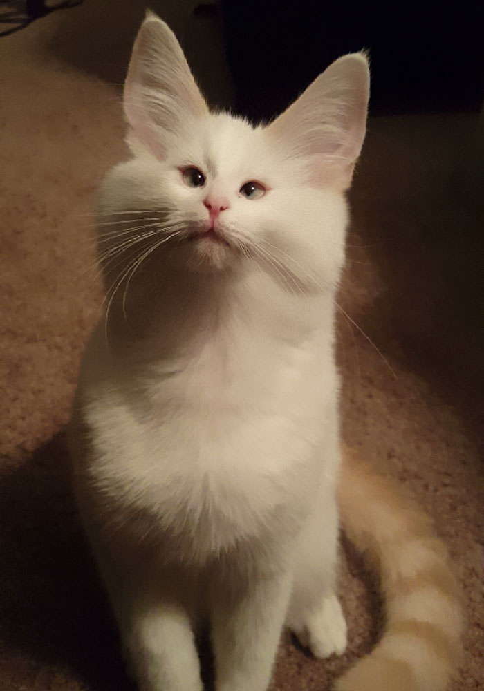 62 Hilarious Cat Snapchats That You Need To See Right Meow 62 Hilarious Cat Snapchats That You Need To See Right Meow