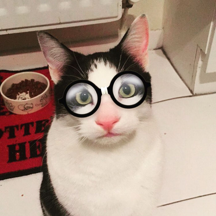 62 Hilarious Cat Snapchats That You Need To See Right Meow 62 Hilarious Cat Snapchats That You Need To See Right Meow