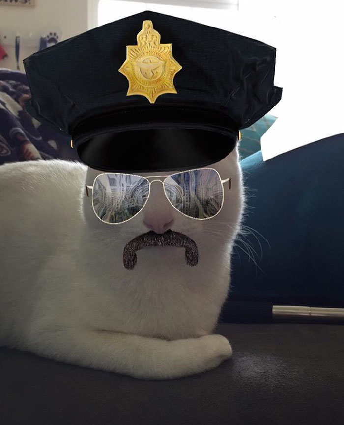 62 Hilarious Cat Snapchats That You Need To See Right Meow 62 Hilarious Cat Snapchats That You Need To See Right Meow