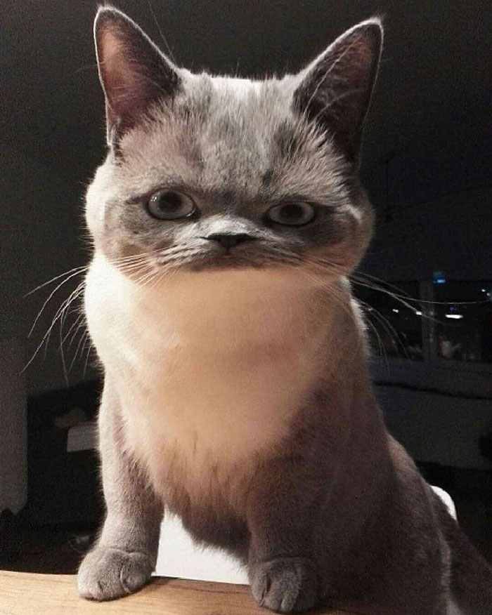 62 Hilarious Cat Snapchats That You Need To See Right Meow 62 Hilarious Cat Snapchats That You Need To See Right Meow