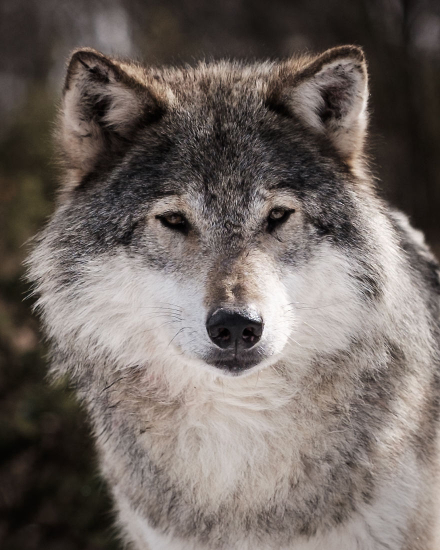 I Took Powerful Portraits Of Wolves In Norway I Took Powerful Portraits Of Wolves In Norway