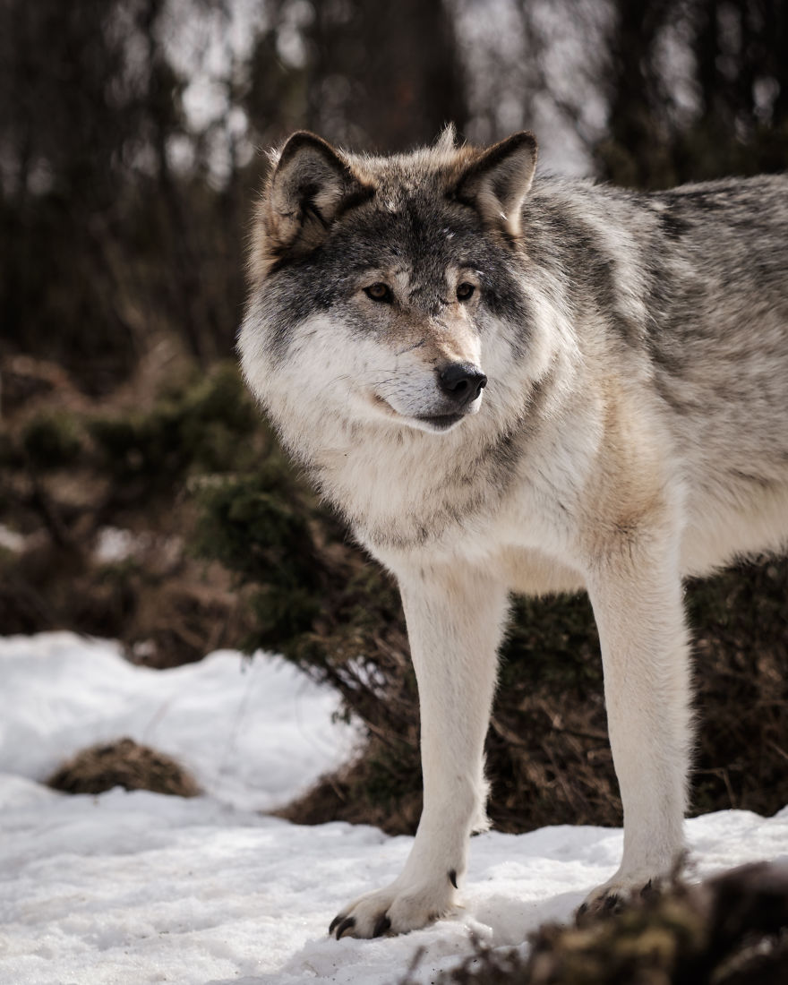 I Took Powerful Portraits Of Wolves In Norway I Took Powerful Portraits Of Wolves In Norway
