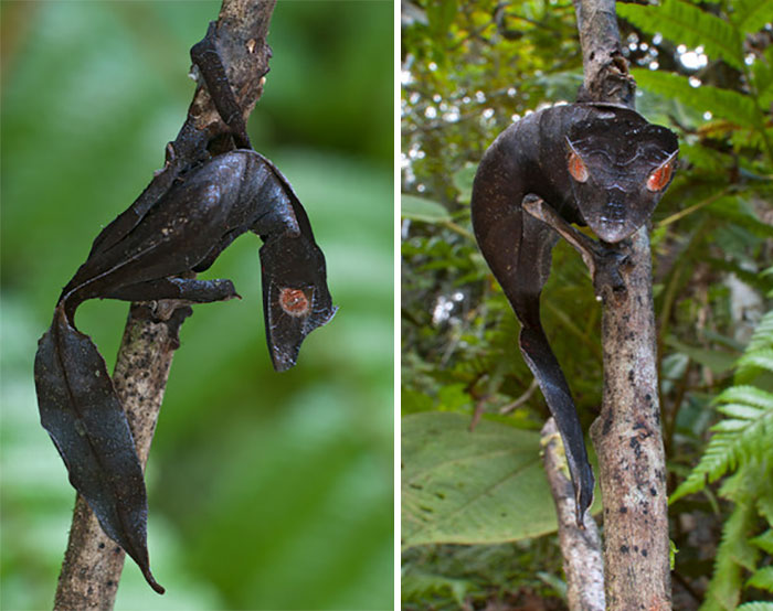 27 Of The Most Metal Animals Ever 27 Of The Most Metal Animals Ever